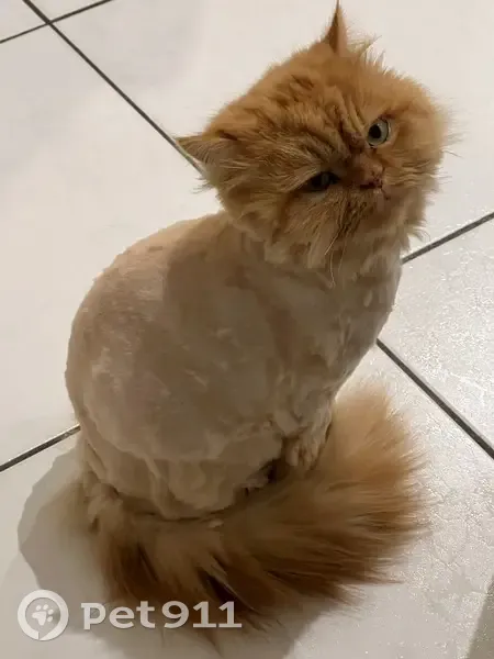 Chat Persan roux disparu à Eysines - photo