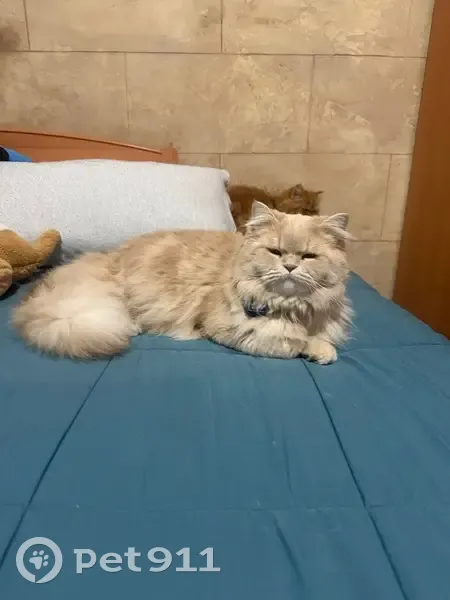 Gato Persa Crema Perdido en Cunit: Paquito - photo