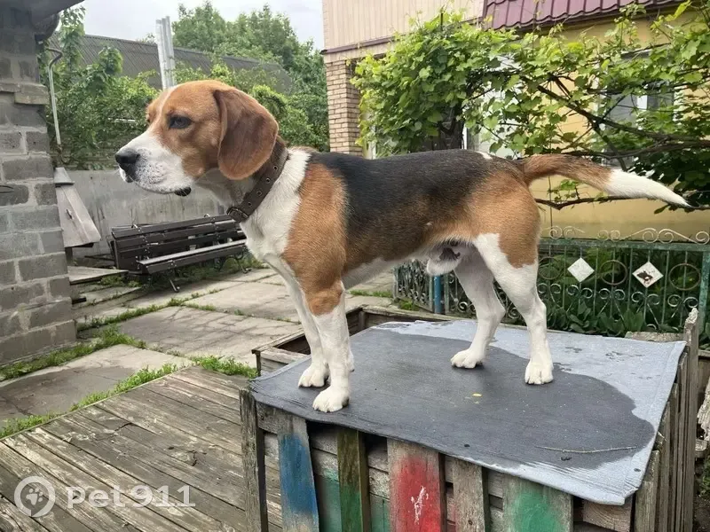 Зникла собака на Київській, 115, Гатне - photo