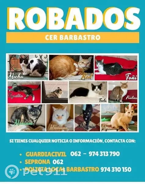 Gatitos Esterilizados y Vacunados en Adopción - photo