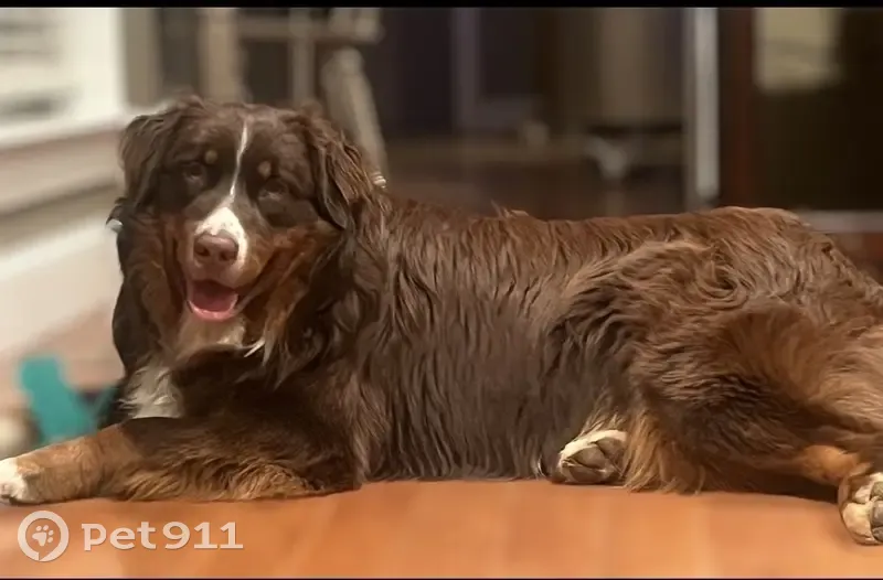 Lost Red Tri Aussie on Wyeth Mountain - photo