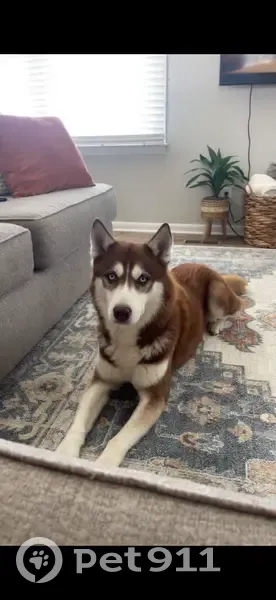 Lost Dog in Temple: Friendly, Blue-Eyed - photo