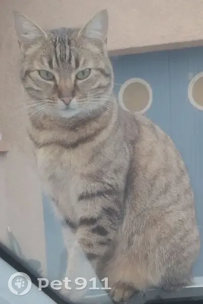 Chat 5 ans perdu, rue Marcel Doret - photo