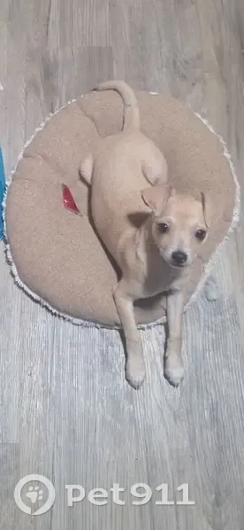 Friendly Dog Missing on Glen Oak Drive - photo