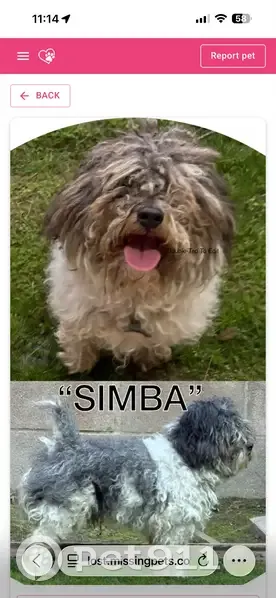 Lost Shih Tzu: Gray/White, Blue Collar - photo