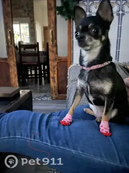 Perra Negra Perdida en Silla: Responde a Reina - photo