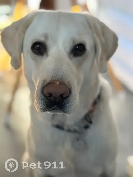 Зникла біла лабрадор Кім у Брюховичах - photo