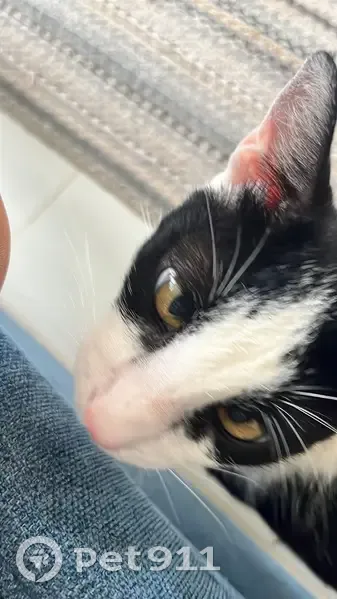 ¡Gato Bicolor Perdido en Mérida! - photo