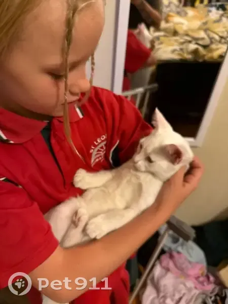 Lost White Kitten on Mattner Ave, Adelaide - photo