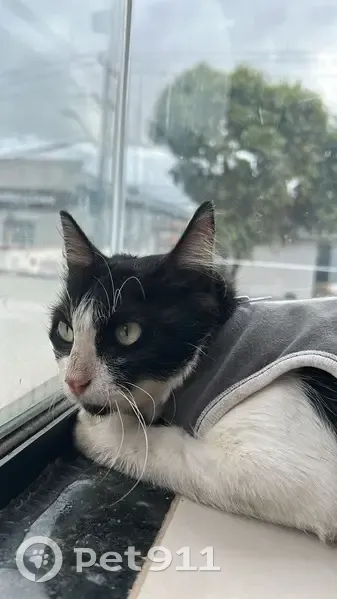 Gato desaparecido - photo