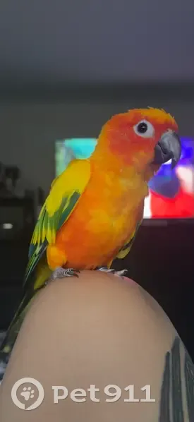 Lost Sun Conure: Bright Orange in Logan - photo