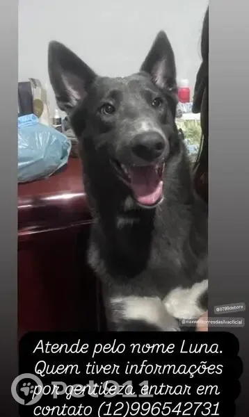 Cachorro perdido - photo