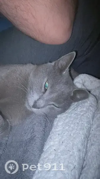Chat gris-bleuté perdu à Rivel - photo