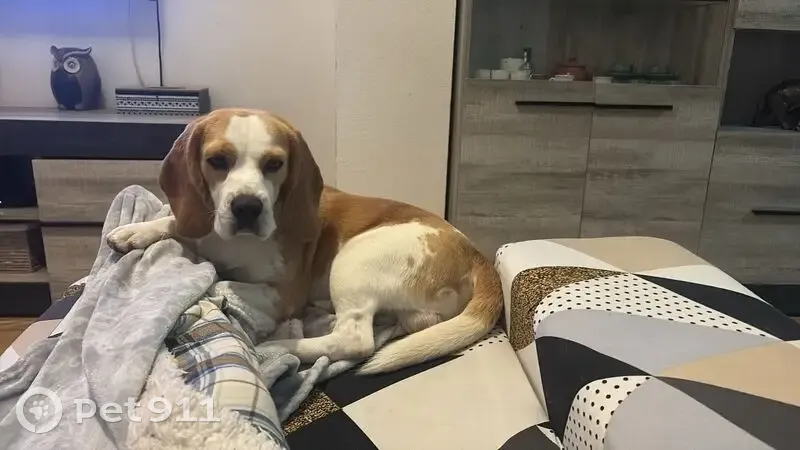 Beagle Limón Perdido en Laroya: Lleva Arnés - photo