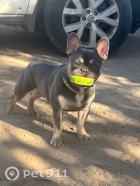 Lost Grey French Bulldog in Tucson - photo