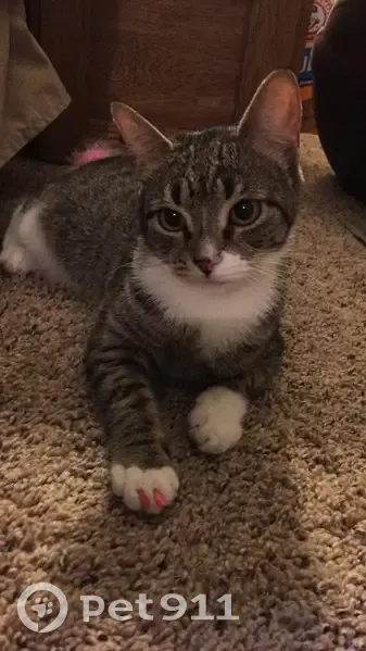 Help Find Kahlúa: Skittish Tabby Missing - photo
