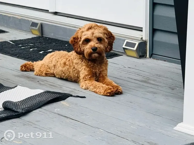 Lost Cavapoo: Dark Eyes, Fort Washington - photo