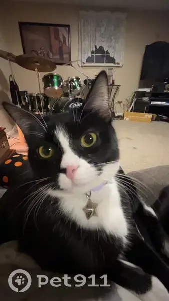 Lost Black & White Cat on Layton Rd - photo