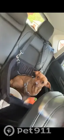 Lost Dog: Small Breed Mix in Philly - photo