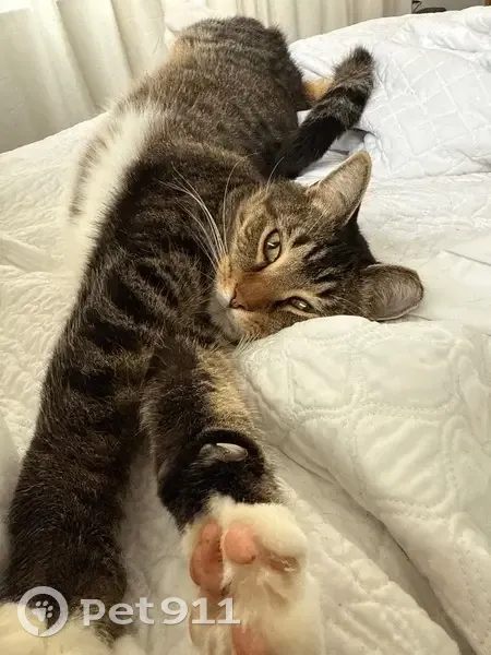 Help Find Boots: Missing Black Tabby - photo