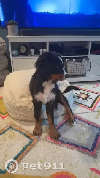 Lost Bernese Pup Near Westdale School - photo