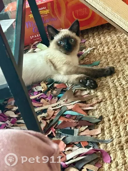 Lost: Shy Siamese Kitten in Crown Heights - photo