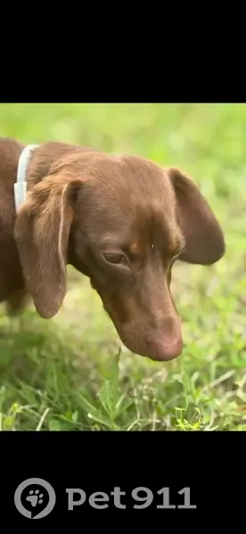 Lost Mini Dachshund 'Buddy' in Kentucky - photo