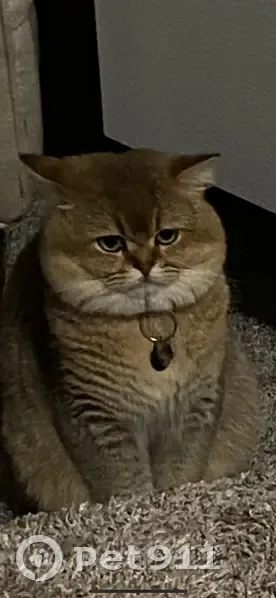 Lost Cat: Tan with Blue Eyes in Danbury - photo