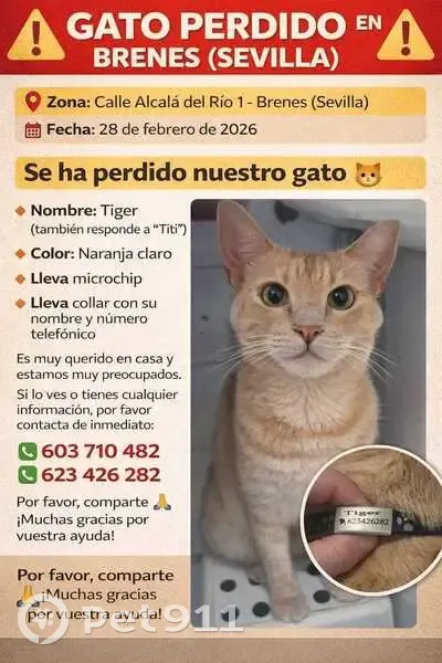 Gato Perdido: Naranja Claro, Cariñoso y Chip - photo