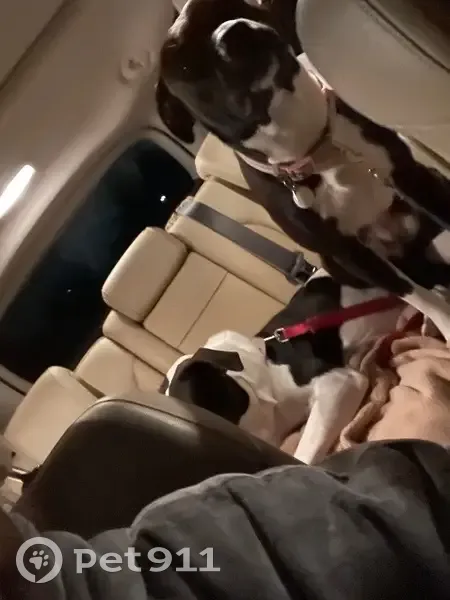 Missing Dog: Friendly Black & White Pup - photo