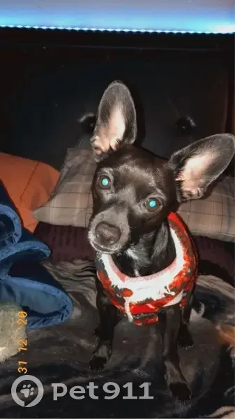 Lost Chihuahua 'Tiny' in Paradise Groves - photo