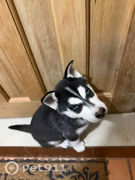 Perro Perdido: Negro y Blanco, Ojos Azules - photo