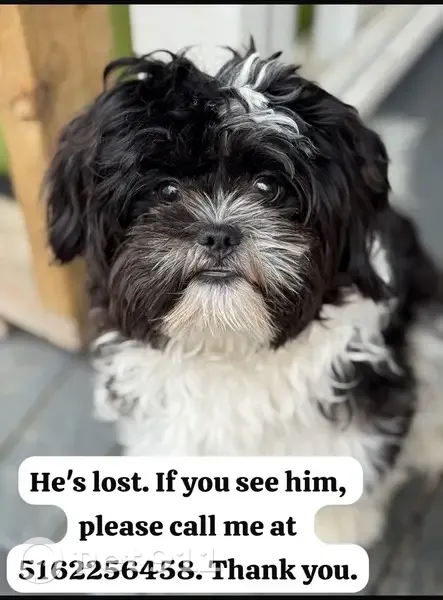 Lost Black & White Dog, West 2nd Ave - photo