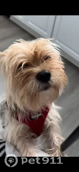 Lost Dog: Grey Collar on Harbour North - photo