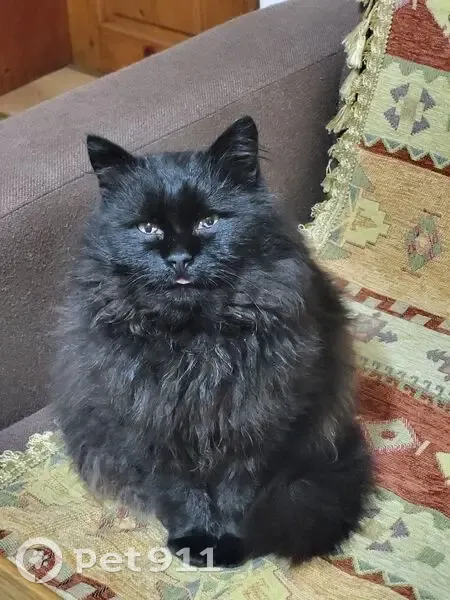 Зникла чорна кішка в Чернівцях! Допоможіть! - photo