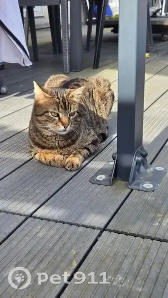 Chat sociable trouvé à Massy, rue du Pileu - photo
