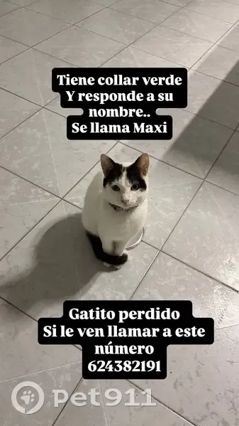 Buscamos a Maxi: Gato Blanco con Collar Verde - photo