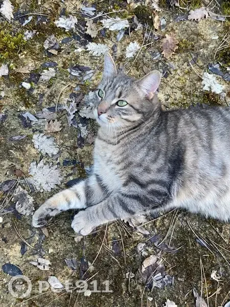 Chat perdu, yeux verts, gris, campagne - photo
