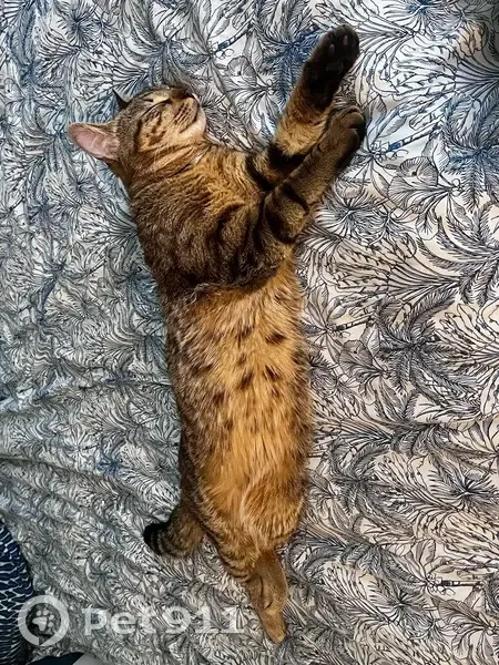 Chat perdu, Avenue Pauline, Créteil - photo