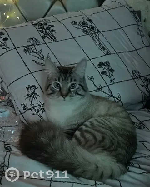 Lost Cat: Grey & White, Blue Eyes, N. Vegas - photo