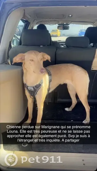 Chien perdu à Marignane : Louna, femelle beldi - photo