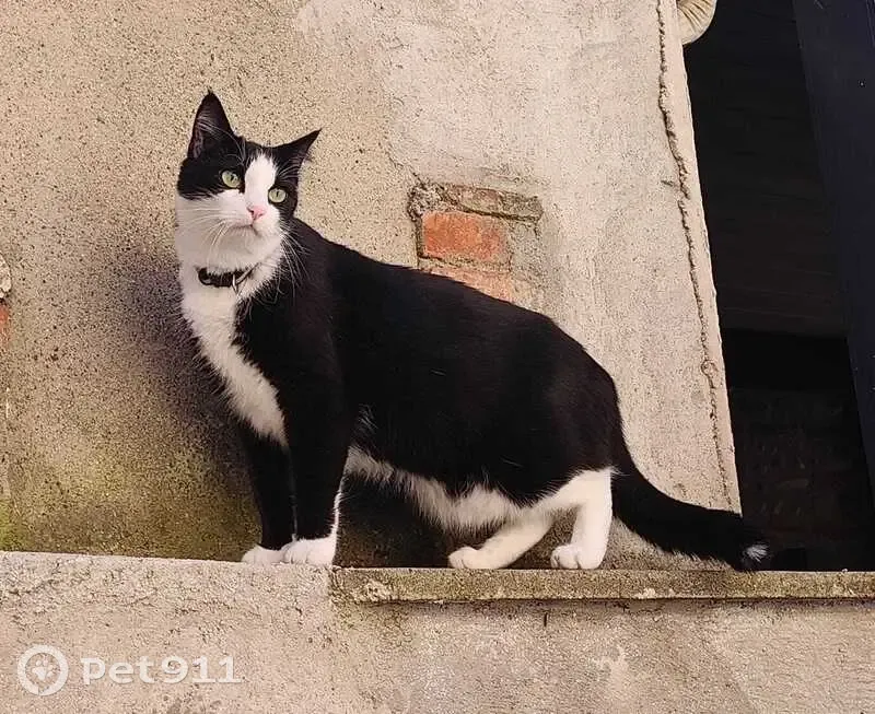 Chat noir et blanc perdu à Toulouse - photo