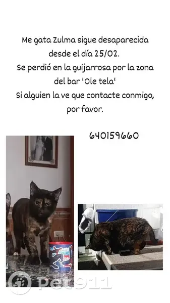 ¡Gata Tricolor Perdida en La Guijarrosa! - photo