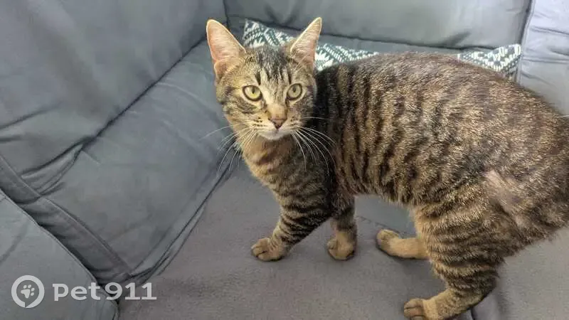 Chat trouvé Rue Louis Naudinat - photo