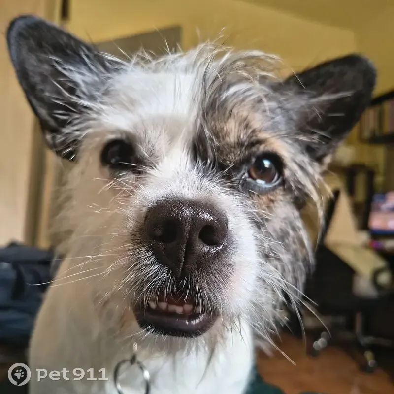 Cachorro perdido - photo