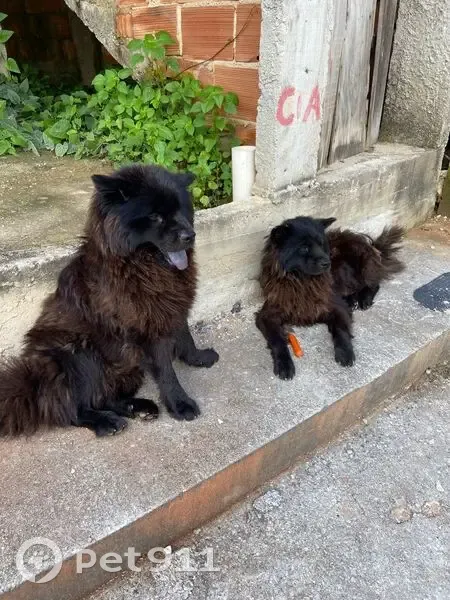 Cachorro encontrado - photo