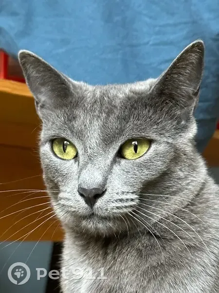 Chat perdu, yeux jaunes, rasée queue, Dardilly - photo