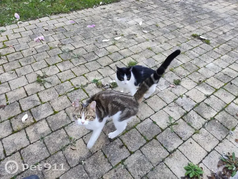 Chat noir et blanc trouvé à Mantes-la-Ville - photo
