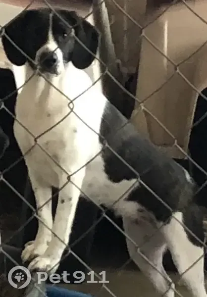 Lost Собака Female, Arkansas 300, Roland, Alexander - Beagle mix, white and brindle spotted - photo