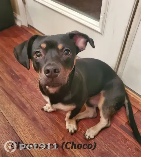 Lost Собака, Remington Drive, 4855, Flowery Branch, Atlanta - black with brown spots - photo